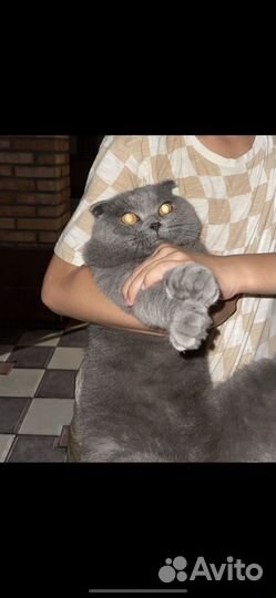 Шотландский вислоухий кот в добрые руки