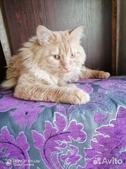 Котик Инжир