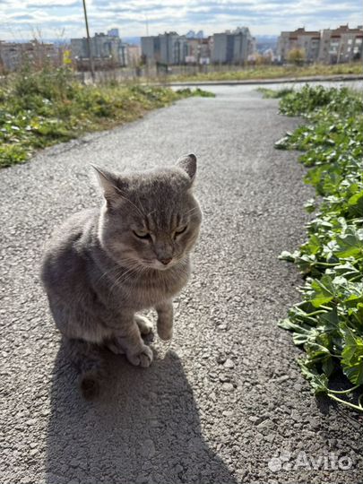 Коты в добрые руки бесплатно