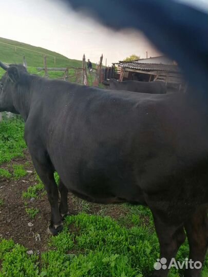 Корова дойная