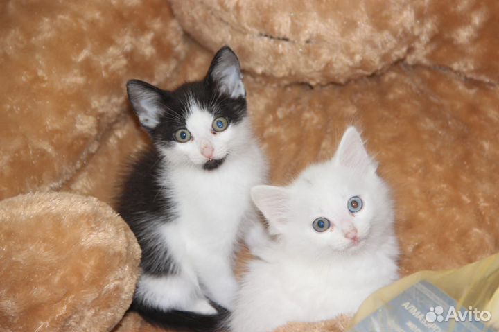 Котята отдам бесплатно