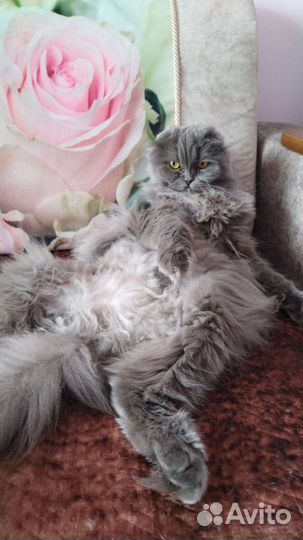 Кошка только в самые заботливые руки