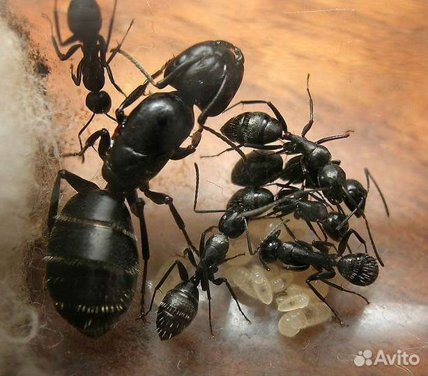 Муравьиные фермы,camponotus vagus, messor structor