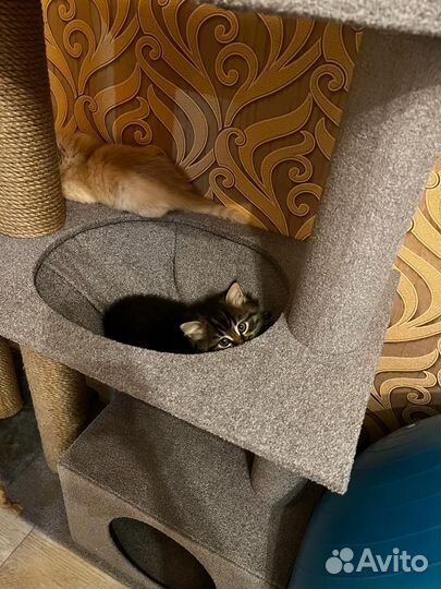 Шотландский котик