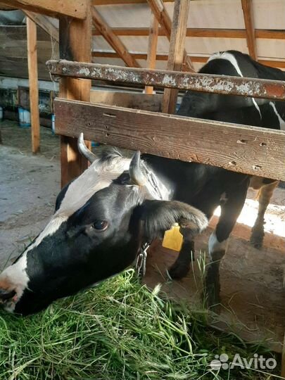 Корова дойная