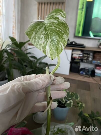 Монстера альба макушка