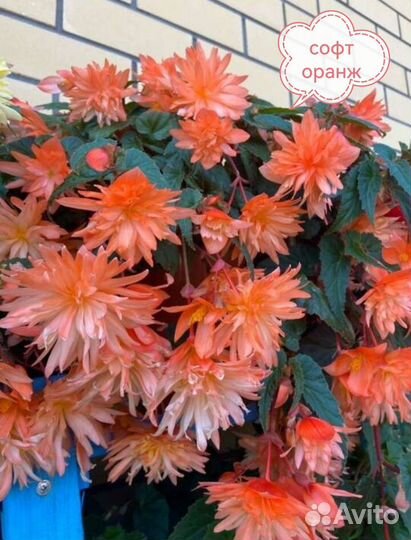 Ампельная бегония