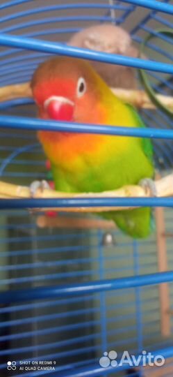 Попугай неразлучны Фишера с клеткой
