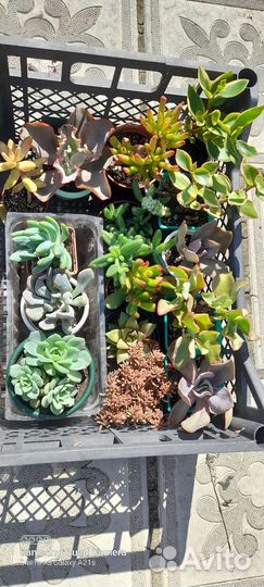 Суккуленты домашние