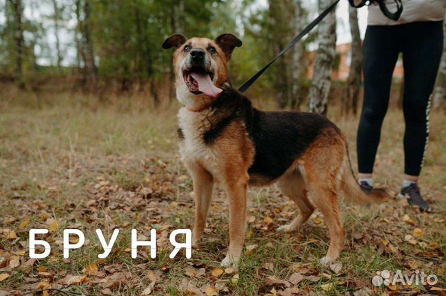 Бруне нужно немного вашего внимания