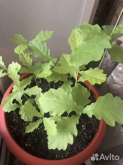 Саженцы дубов