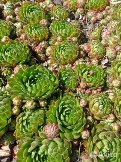 Молодило (каменная роза) 3 вида