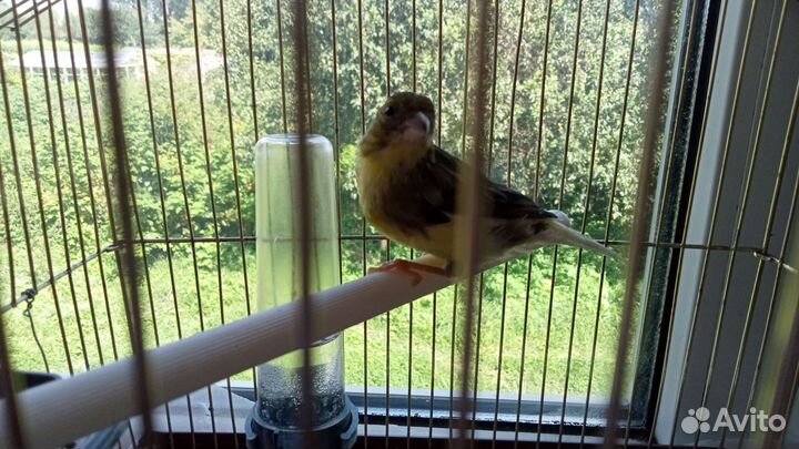 Канарейка с клеткой в хорошим состояние