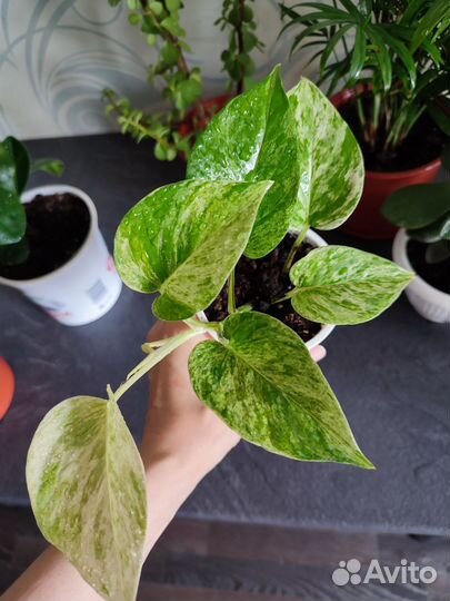 Комнатные цветы разные