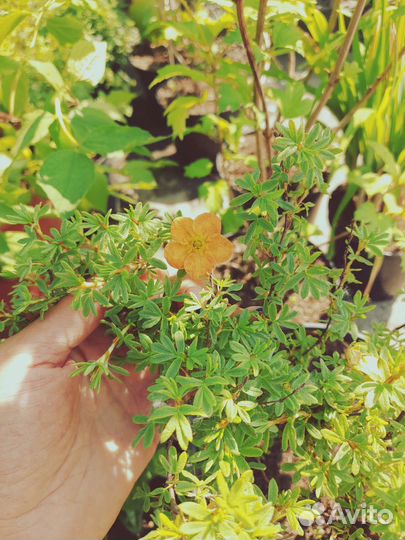 Лапчатка кустарниковая