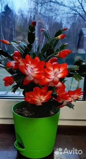 Шлюмбергер, Эпифиллум, Мамилярия