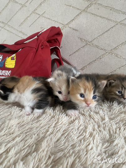 Котята в добрые руки