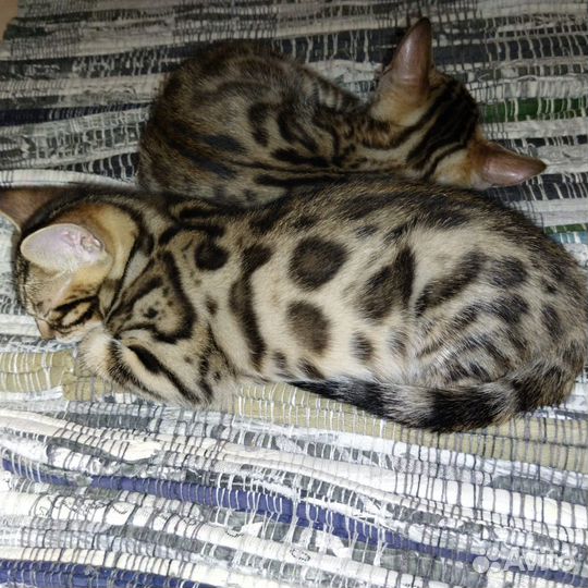 Бенгальские котята