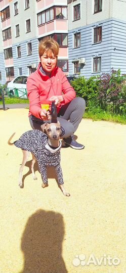 Дрессировка и воспитание собак