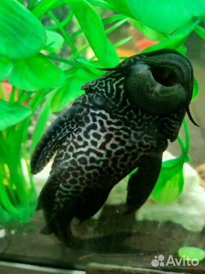 Плекостомус