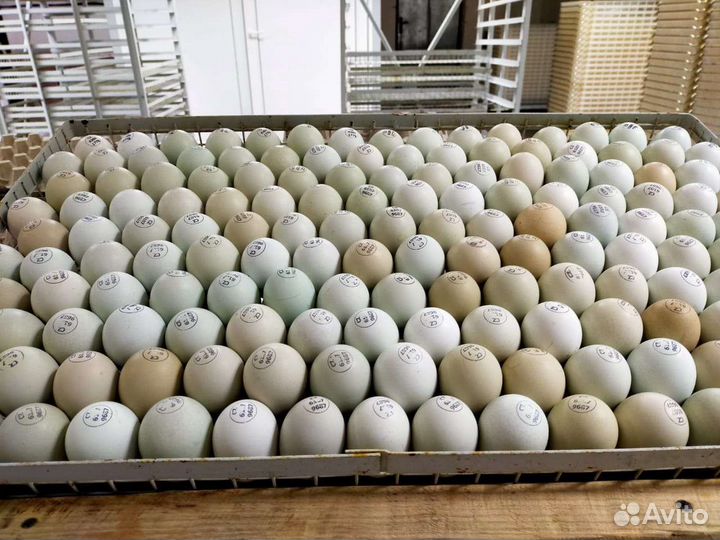 Инкубаторий 