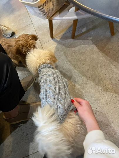Свитер для собаки