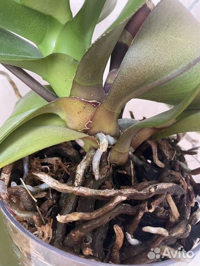 Фаленопсис surf song