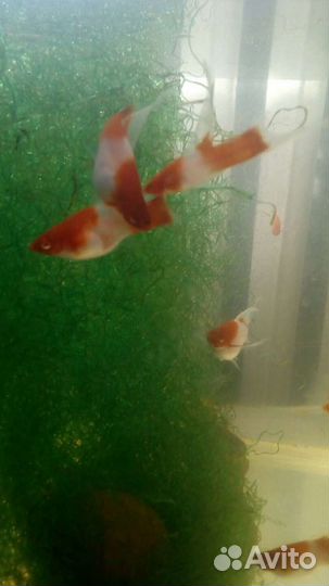 Рыба гурами жемчужный,пецилия,меченосец, молинезия