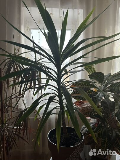 Комнатные растения цветы / в офис