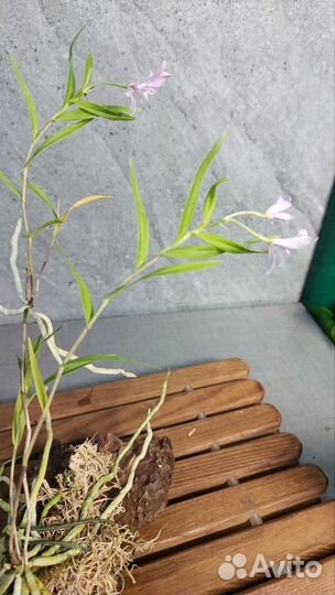 Миниорхидея Орстеделла