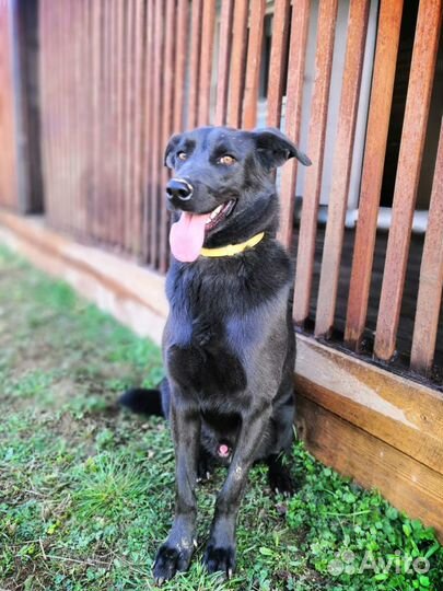 Рой ищет дом