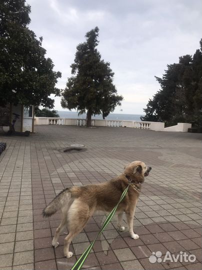 Кобель для вязки