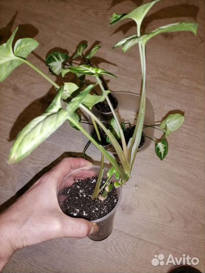 Сингониум Пикси