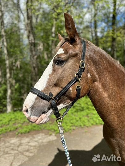 Райд пони в детский спорт