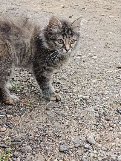 Отдам в добрые руки котенка девочку, подбросили