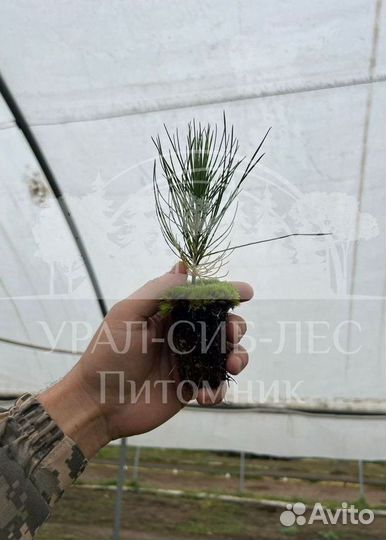 Лиственница Сибирская зкс сеянцы для лесовосстанов