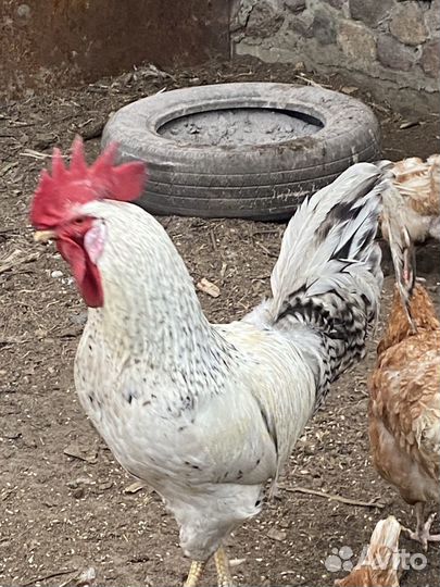 Молодые петухи