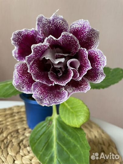 Глоксиния махровая