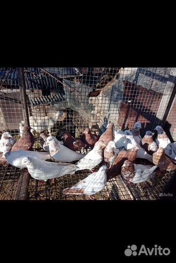 Голуби Высоколётные