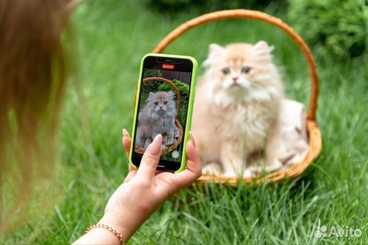 Британская девочка cy12