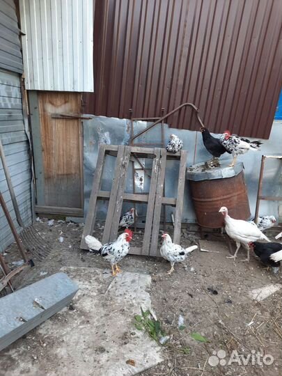 Куры и индюки