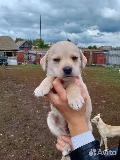 Щенята в добрые руки