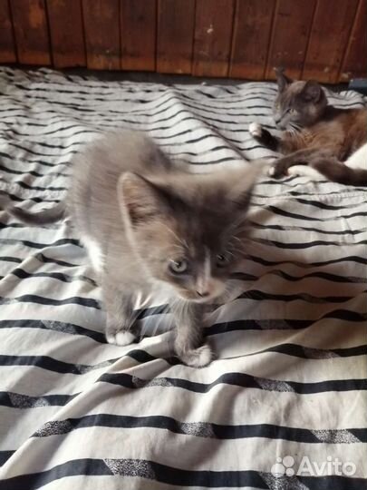 Котята в добрые руки