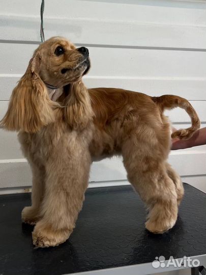 Груминг собак и кошек