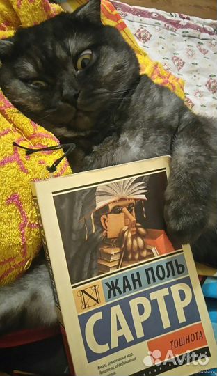 Британская вислоухая(или Шотландская)