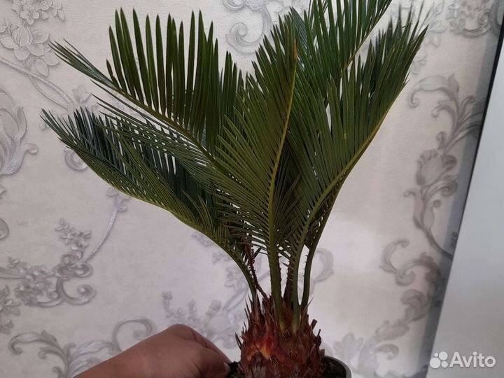 Цикас революта