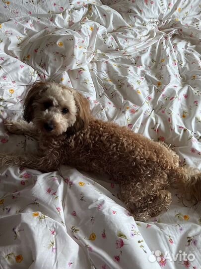 Мальчик мальтипу на вязку