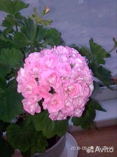 Комнатные цветы