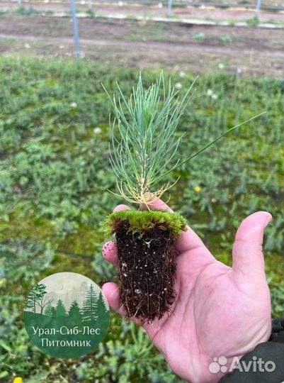 Сеянцы зкс Сосна Ель Лиственница окс Голуб Горн