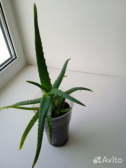 Толстянка, молочай, алоэ